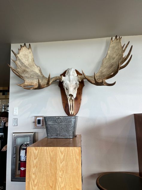 Moose Horns, Moose Skull, Taxidermy Mounts, Vulture Culture, List Of Animals, Room Redesign, Art Things, Random Art, Tshirt Design