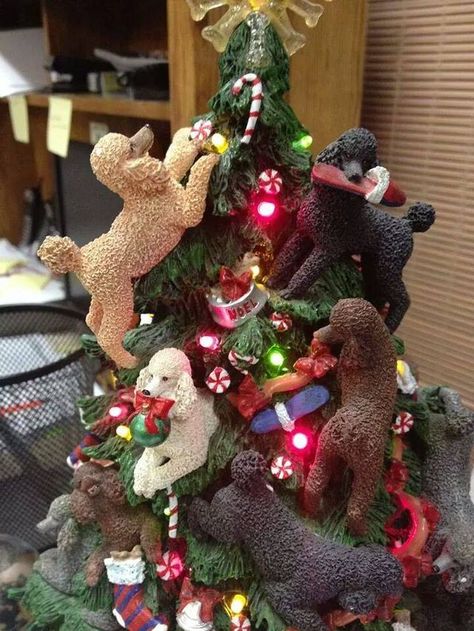 Poodle Christmas, Poodle Cuts, 600 Followers, Tree Santa, Tea Cup Poodle, Puppy Cut, Poodle Grooming, French Poodles, Vintage Poodle