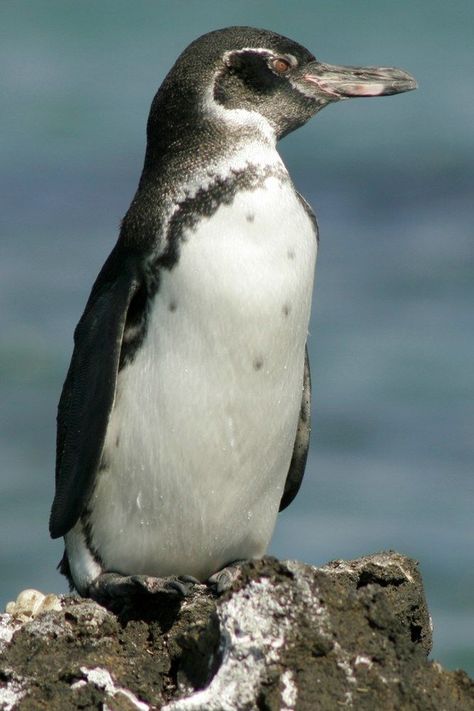 Galapagos Penguin Drawing, Schooling Fish, Sustained Investigation, Galapagos Penguin, Humboldt Penguin, List Of Birds, Penguin Drawing, Wild Duck, Emo Girl