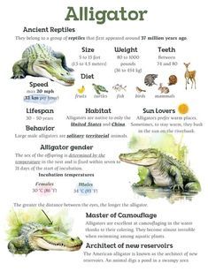 Zoology Notes Animals, Anatomy Of Animals, Wildlife Biology Notes, Alligator Symbolism, Zoology Project Ideas, Zoology Aesthetic Notes, Wildlife Infographic, Zoology Notes, Animal Fact File