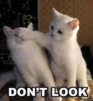 Don't look. #Meme #Cat Be Quiet, Kittens Playing, White Cats, Funny Cat Pictures, Funny Animal Memes, Cute Kittens, Cats Meow, Funny Animal Pictures, Funny Animal