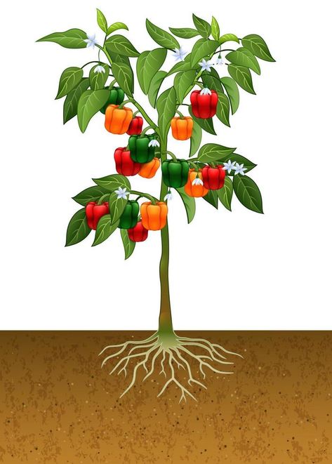 Bell pepper plant with root under the ground Grasshopper Pictures, Watercolor Tomatoes, Tomato Tree, Growing Cherry Tomatoes, Bell Pepper Plant, Watering Tomatoes, Okra Plant, Cherry Tomato Plant, Growing Organic Tomatoes