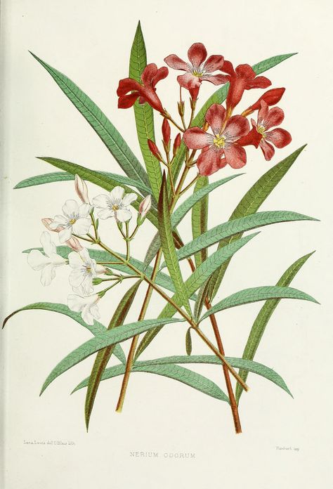 Oleander Drawing, White Flowers Drawing, Red White Flowers, Nerium Oleander, Old Image, Red And White Flowers, Flowers Drawing, Indian Flowers, Garden Drawing