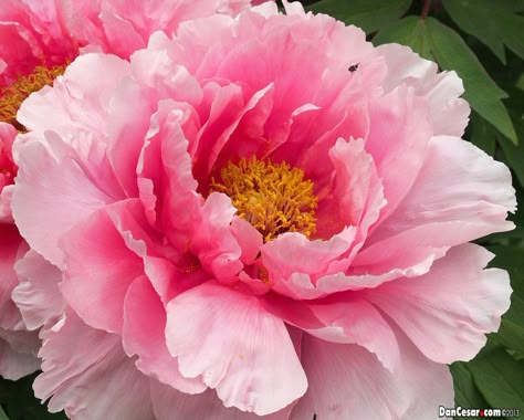 Hofburg Garden Light Pink Peony, Painting Learning, Entrance Painting, Kristina Webb, Peony Painting, Beautiful Flowers Wallpapers, Floral Photo, Vienna Austria, Big Flowers