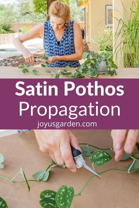 Satin Pothos Propagation, Pothos Propagation, Pathos Plant, Pothos In Water, Pothos Cuttings, Propagation Tips, Satin Pothos, Fern Care, Fern Garden