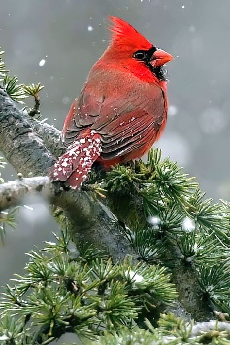 Cardinal Cottage, Cardinal Photo, Bird In Snow, Bird Parakeet, Cardinals Wallpaper, Cardinal Birds Art, Cardinal Winter, Dinosaur Sketch, Cellphone Background