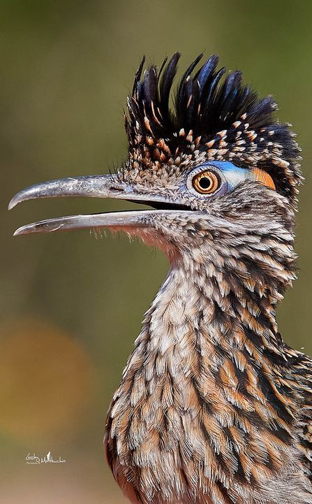 Roadrunner Art, Road Runner Bird, Greater Roadrunner, Adopt Idea, Desert Decor, Bird Carving, Watercolor Projects, Wildlife Photos, Bird Pictures