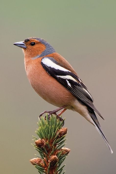 Get to know the Chaffinch, a colourful and widespread bird in the UK. Learn about its striking appearance, melodic song, and the role it plays in our gardens and woodlands. Watercolor Bird Paintings, Bird Photos Photography, Bird Drawing Easy, Drawing Easy Pencil, Simple Bird Drawing, Tropical Bird Art, Shading Pencil, British Wildlife Art, Bird Sketches