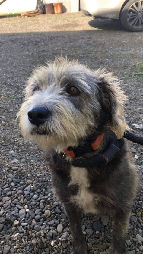 Scruffy Mutt Dog, Irish Wolfhound Mix, Bedlington Whippet, Terrier Mix Breeds, Hound Dog Breeds, Wolfhound Dog, Scruffy Dogs, Mutt Dog, Schnauzer Mix