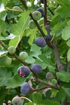 Gardens Ideas Backyard, Fig Varieties, Growing Calendar, Garden Ideas Backyard, Vegetable Pictures, Tree Growing, Backyard Garden Ideas, Beautiful Scenery Photography, Farm Lifestyle