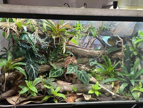 Bioactive Snake Enclosure, Bio Active Snake Enclosure, Ball Python Enclosure Ideas 40 Gallon, Bioactive Corn Snake Vivarium, Ball Python Enclosure Ideas, Bioactive Terrarium Ball Python, Gargoyle Gecko Enclosure, Poison Dart Frog Vivarium, Tarantula Enclosure