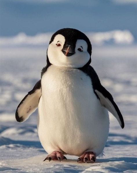 Penguin Photos, Reference Animals, Aesthetic Bird, Penguin Pictures, Penguin Drawing, Cute Animal Memes, In The Zoo, Baby Penguins, Winter Animals