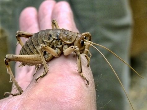 giant weta from new zealand New Zealand Flora, New Zealand Wildlife, Weird Insects, Nz Birds, Marlborough Sounds, Penguin Species, Gardening Food, Strange Creatures, Cool Bugs