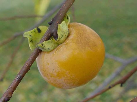 Tropical Fruit Names | name diospyros kaki other names japanese persimmon kaki sharon fruit ... American Persimmon, Sharon Fruit, Japanese Persimmon, Persimmon Tree, Persimmon Fruit, Fruit Names, Sandy Soil, Sustainable Garden, Plant Cuttings