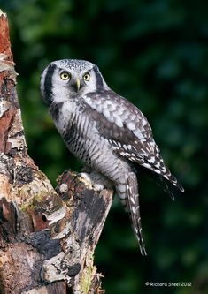 Hawk Owl, Awesome Owls, Chester Zoo, Owl Photos, Hoot Owl, Owl Pictures, Beautiful Owl, Owl Bird, All Birds