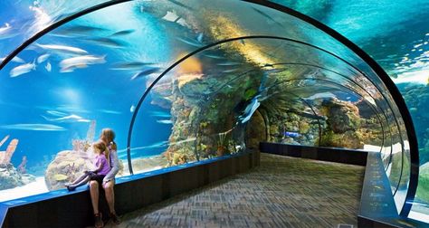 New England Aquarium, Boston  photo credits: unknown Omaha Zoo, Travel Nebraska, Boston Vacation, New England Aquarium, Zoo Lights, Maine Vacation, Omaha Nebraska, Field Trip, In Boston