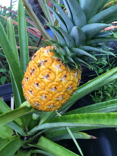 Fresh Golden Pineapple in Hilo, Hawaii Pot Flowers, Golden Pineapple, Planting Pot, Coconut Trees, Beautiful Fruits, Productive Day, Coconut Tree, Tropical Fruits, Instagram Food