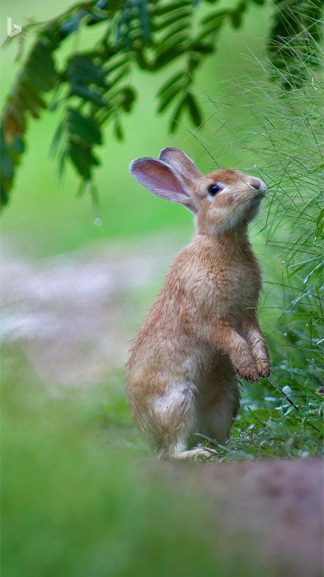 Rabbit Pictures, Bunny Art, Baby Bunnies, Jolie Photo, Sweet Animals, The Grass, Animal Photo, Nature Animals