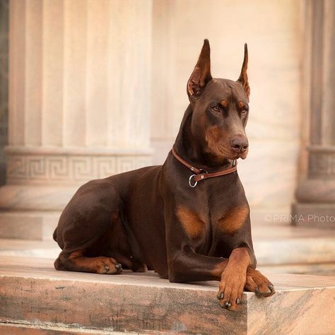 Doberman Worldwide 🌍 on Instagram: “Royalty 👑 . . 📷 @doseofdex . . #doberman #doberman_worldwide #dogsofinstagram #bullybreed #dobermanpride #dobie #dobermanpinscher…” Red Doberman Pinscher, European Doberman, Doberman Puppies, Puppy Barking, Doberman Love, Doberman Pinscher Dog, Doberman Puppy, Doberman Dogs, Purebred Dogs