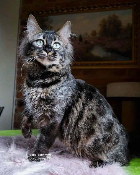 Sirocco Bengals and Cashmeres Cattery. Sirocco Cashmere Bengal Cat, Cashmere Bengal Cat, Charcoal Bengal Cat, Cashmere Bengal, Highlander Cat, Cat Inspiration, Bicolor Cat, Wcue Morph, Warrior Cat Oc