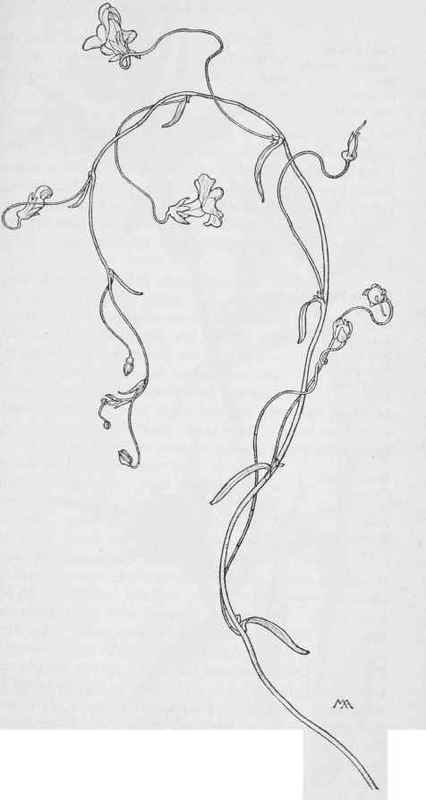 Snap Dragon Vine Drawing, Ivy Tattoo Fine Line, Winding Flower Tattoo, Pretty Vine Tattoos, Snapdragon Vine Tattoo, Dragon Snap Flower Tattoo, Abstract Vine Tattoo, Snap Dragon Vine Tattoo, Vines Hip Tattoo