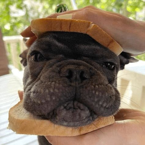 Bulldog Meme, French Bulldog Prices, Cute Burger, Fun Facts About Dogs, Welcome To Our Family, Funny Dog Jokes, Goofy Dog, French Bulldog Funny, Dog Mommy