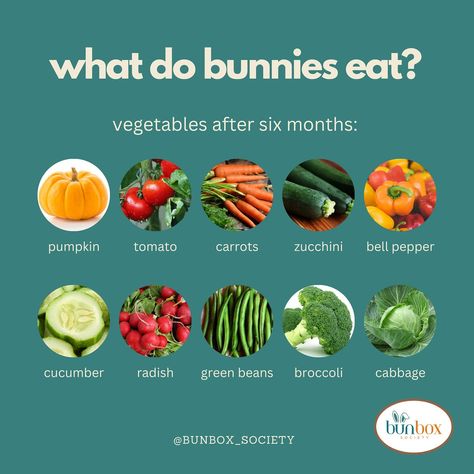 Whether you are a pet mom or a child mom, the first question you ask yourself every morning is, “What should I feed them today?” Here are some nutritious ideas for feeding your bunnies. Feeding your bunnies a balanced diet is essential for their health and well-being. Here are some nutritious options: 1. Hay. The primary component of a bunny’s diet should be high-quality hay, such as timothy, orchard grass, or oat hay. It provides the necessary fiber for their digestive system. 2. Fresh V... Bunny Meal Plan, What Do Bunnies Eat, Bunny Food, Brer Rabbit, Pet Bunny Rabbits, Bunny Stuff, Animal Food, Bunny Care, Bunny Mom