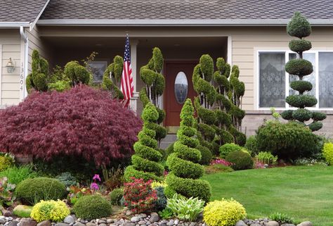 Spiral trees Spiral Tree Landscaping, Spiral Trees Front Yard, Spiral Tree, Landscape Trees, Front Garden, Landscaping Ideas, Yard Landscaping, Front Yard Landscaping, Front Yard