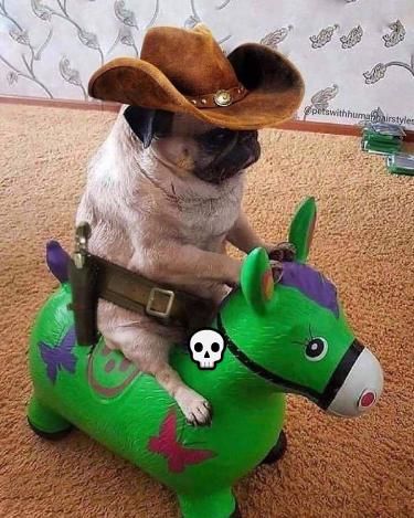 💀 Anjing Pug, Baby Pugs, Funny Animal Photos, A Pug, Incubus, Pugs Funny, Silly Dogs, Funny Dog Pictures, Cute Pugs