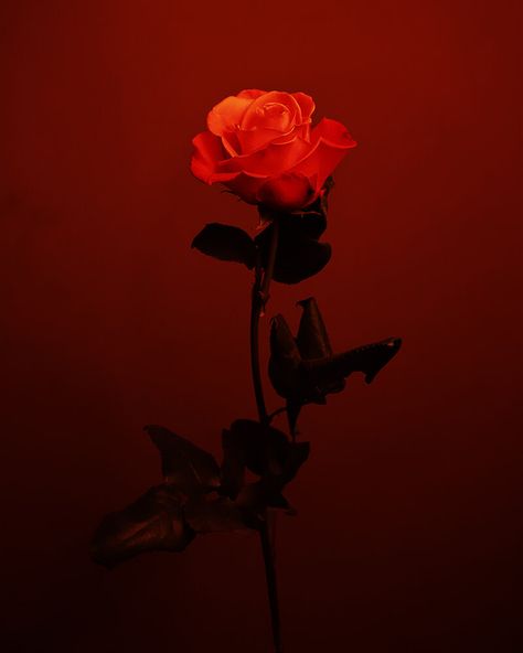 Wound Me (2021) Dark Red Flowers, Flowers And Water, Make Money Not Friends, Not Friends, Rainy Day Aesthetic, Power Red, Flowers Aesthetic, Gothic Aesthetic, Red Door