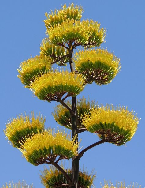 Ocotillo Illustration, California Wildflowers, Dry Desert, Desert Flowers, Agave Plant, Nature Tree, Desert Plants, Arizona Travel, Unique Plants