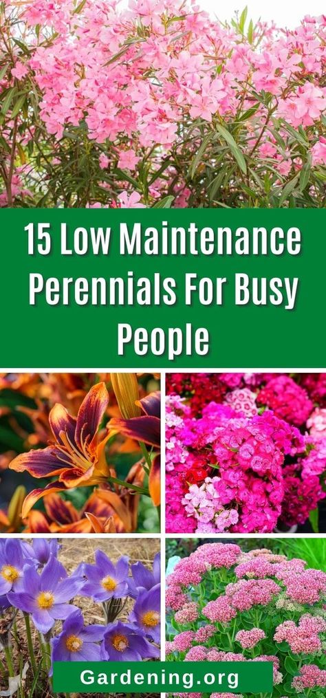 Choosing the right low-maintenance perennials will make a stunning flower garden or landscape easy to enjoy. Busy people love these options! Easy Maintenance Flower Beds, Best Perrenials For Flower Bed, Early Blooming Perennials, Perinnals Flower Beds, Sidewalk Flower Bed Ideas, Perennial Greenery, Perineal Landscaping Ideas, Michigan Landscaping Ideas, Perineal Flowers