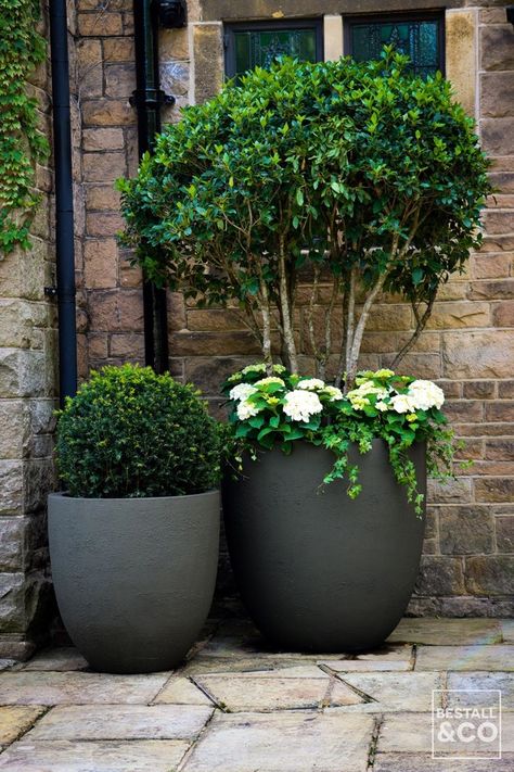 We decorated the front entrance to this grand stone cottage in the English countryside with grey fibreglass planters and a shaped hedge centrepiece in front of the large wooden front door. The driveway is paved with traditional York stone, and the shaped hedge is surrounded by lavender planting. Lastly we added a branch arrangement above the stone door frame. Front Door Pots Plants Entrance, Stone Door Frame, Door Planters, Stone Door, Front Door Plants, Front Door Planters, York Stone, Stone Paving, Fiberglass Planters