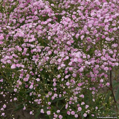 Pink Baby Breath, Gypsophila Elegans, Dianthus Barbatus, Pink Perennials, American Meadows, Baby Breath, Home Garden Plants, Flower Therapy, Pink Lady