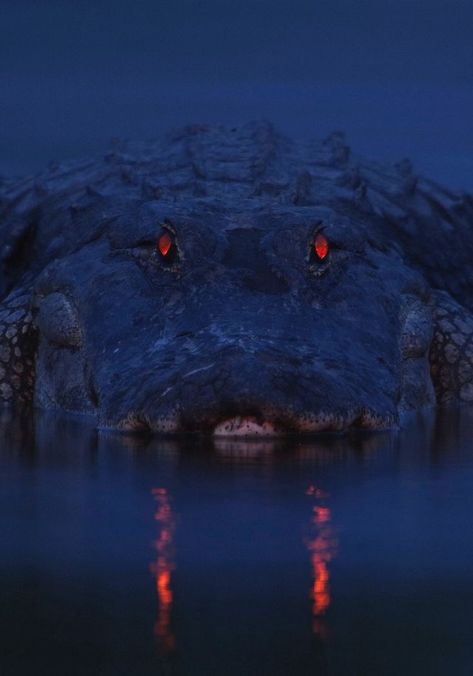 Crocodile Pictures, Crocodile Eyes, Alligators Art, I See Red, Apex Predator, Crocodiles, Reptiles And Amphibians, Arte Animal, Funny Animal Memes