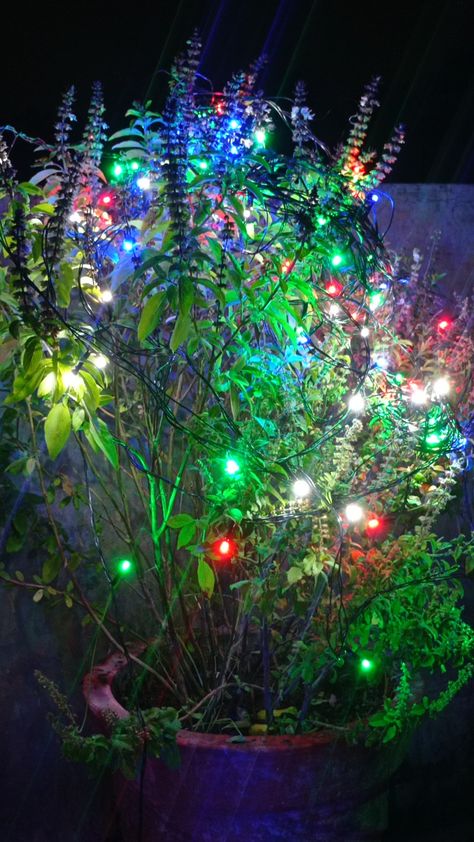 Tulsi plant Diwali Lights Decoration House, Tulsi Mata, Happy Easter Wallpaper, Happy Diwali Wishes Images, Tulsi Vivah, Tulsi Plant, Diwali Lights, Easter Wallpaper, Rangoli Designs Diwali