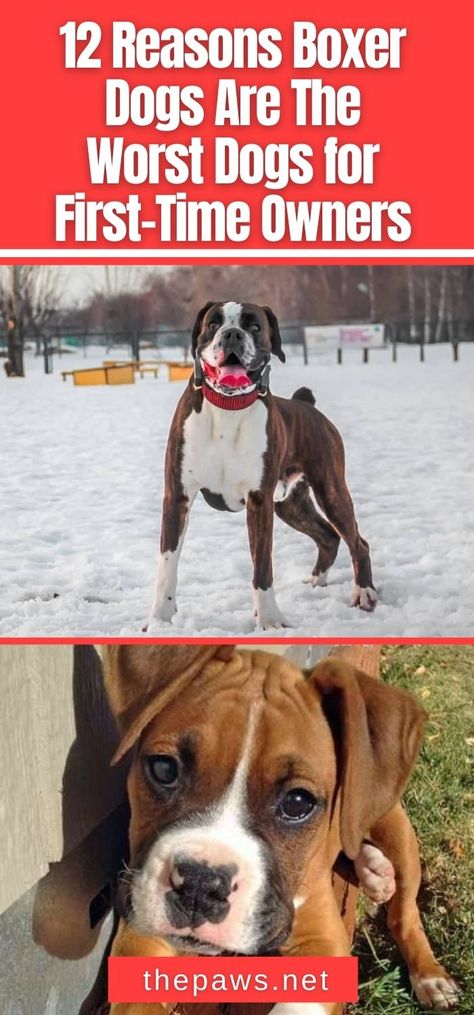 The truth is, Boxer Dogs aren't the breed for everyone. They make the worst type of pets for first-time owners. Here are 12 reasons why. Boxer Dog Quotes, Boxer Dogs Facts, Cute Boxer Puppies, Boxer Dog Breed, Boxer Breed, Boxer Dogs Funny, Dog Shaking, Tallest Dog, Cute Boxers