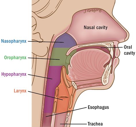 Throat anatomy - overview ‣ THANC Guide Salivary Gland Infection, Throat Anatomy, Soft Palate, Anatomy Lessons, Tissue Types, Nasal Cavity, Medical School Essentials, Medical Anatomy, Speech Language Therapy