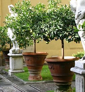 Many trees, shrubs and perennials will grow well in containers, providing an interesting focal point for your garden or an accent for an entry way or other small space. It is key to choose the right pot. When selecting a …  Read Article Potted Trees Front Door, Potted Fig Tree Outdoor, Trees For Pots, Tree In Pot Outdoors, Front Door Trees In Pots, Small Tree In Pot, Potted Fruit Trees Container Gardening, Potted Trees Patio Full Sun, Trees In Pots Outdoors