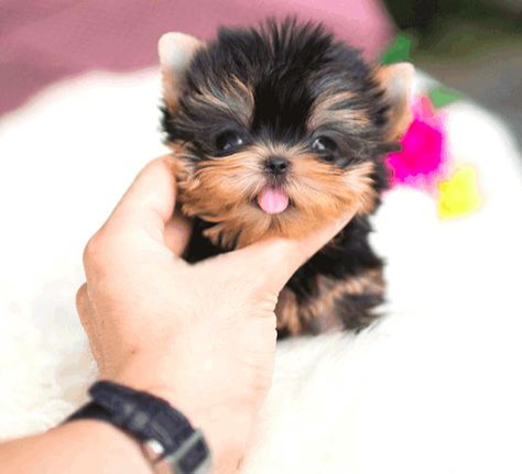 How Much Does a Yorkie and Teacup Yorkie Cost? - Yorkie Passion Micro Puppies, Teacups Puppies, Micro Teacup Puppies, Puppies Bulldog, Teacup Yorkies, Yorkie Poodle, Teacup Puppy, Cute Fluffy Dogs, Cute Teacup Puppies