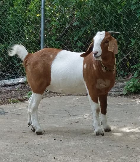 Tsuki... a pretty Boer goat Indian Goat, Goat Picture, Show Goats, Boer Goats, Baby Goat, Cute Goats, Hanuman Pics, Money Images, Stone Wallpaper