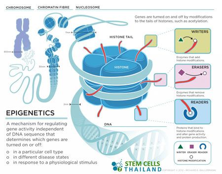 epigenetics-gene-expressions David Perlmutter, Biology Resources, Ap Biology, Biology Lessons, Gene Expression, Biology Notes, Molecular Biology, Science Biology, Medical Education