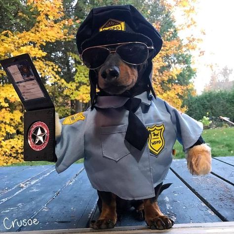 15 Funny Costumes For Dachshunds Dachshund Costume, Best Dog Costumes, Crusoe The Celebrity Dachshund, Cute Dog Costumes, Dachshund Puppy Funny, Dachshund Funny, Weiners, Funny Dachshund, Weenie Dogs