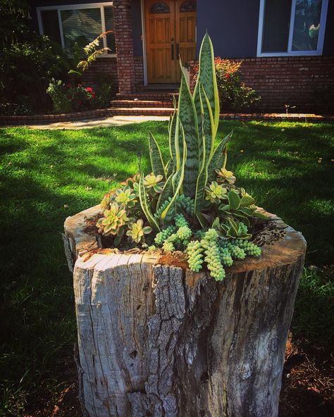 Succulent Stump  This is a nice way to reuse the stump of an old tree in the yard. The plants are well-chosen both in size and color.  #garden #succulent #plants #planter #reuse #recycle #nature #la #losangeles Succulent Planter Ideas, Tree Stump Decor, Tree Stump Planter, Succulent Display, Succulent Landscape Design, Tree Stumps, Succulent Landscaping, Wooden Log, Types Of Succulents