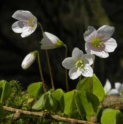 Wood Sorrel (Oxalis acetosella) by Michael Newton | Hebden Bridge Camera Club Swedish Flowers, Oxalis Acetosella, Michael Newton, Witches Garden, Bridge Camera, Hebden Bridge, Wood Sorrel, Witch Garden, Natural Form