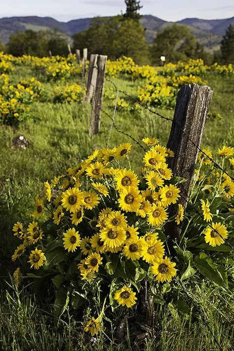 Beautiful Field, Country Fences, Sunflowers And Daisies, Old Fences, Country Scenes, Flower Field, Country Life, Country Living, Love Flowers