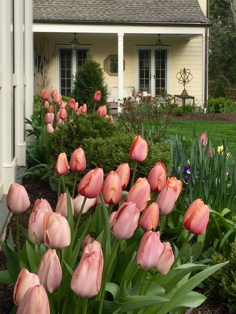 Tulip Garden, Pink Tulips Room Decor, Tulip Cottage Garden, Pink Tulip Field Aesthetic, Pink Tulips Aesthetic Bouquet, Pink Tulip Field, Old Fashioned House, Spanish Hacienda, Tulips Garden