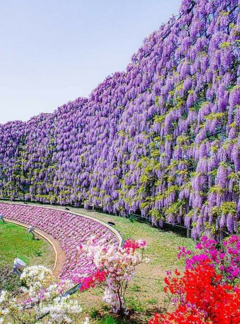 Wisteria Wall, Flower Park, Streetscape Design, Japanese Plants, Wisteria Flower, Wisteria Tree, Valley Of Flowers, Breath Flowers, Purple Wisteria