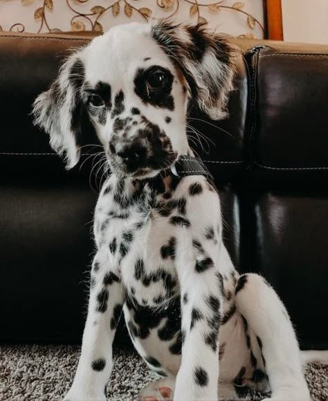 Fluffy Dalmatian Puppy, Long Haired Dalmatian Puppy, Dalmatian Retriever, Fluffy Dalmatian, Baby Dalmation, Long Haired Dalmatian, Dalmation Puppies, Dalmatian Puppy, Puppy Cute