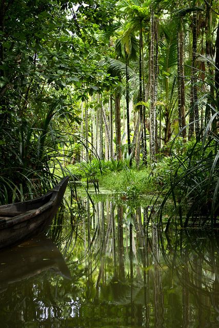 Kerala backwaters Kerala Backwaters, Arabian Sea, Kerala Tourism, Kerala India, Beautiful Travel, South India, Incredible India, India Travel, In The Forest